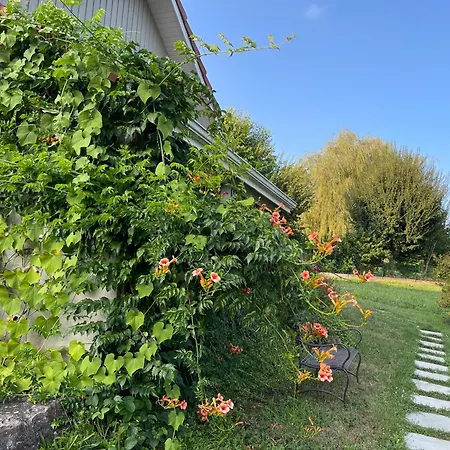 Tulipes Et Cetera 3*